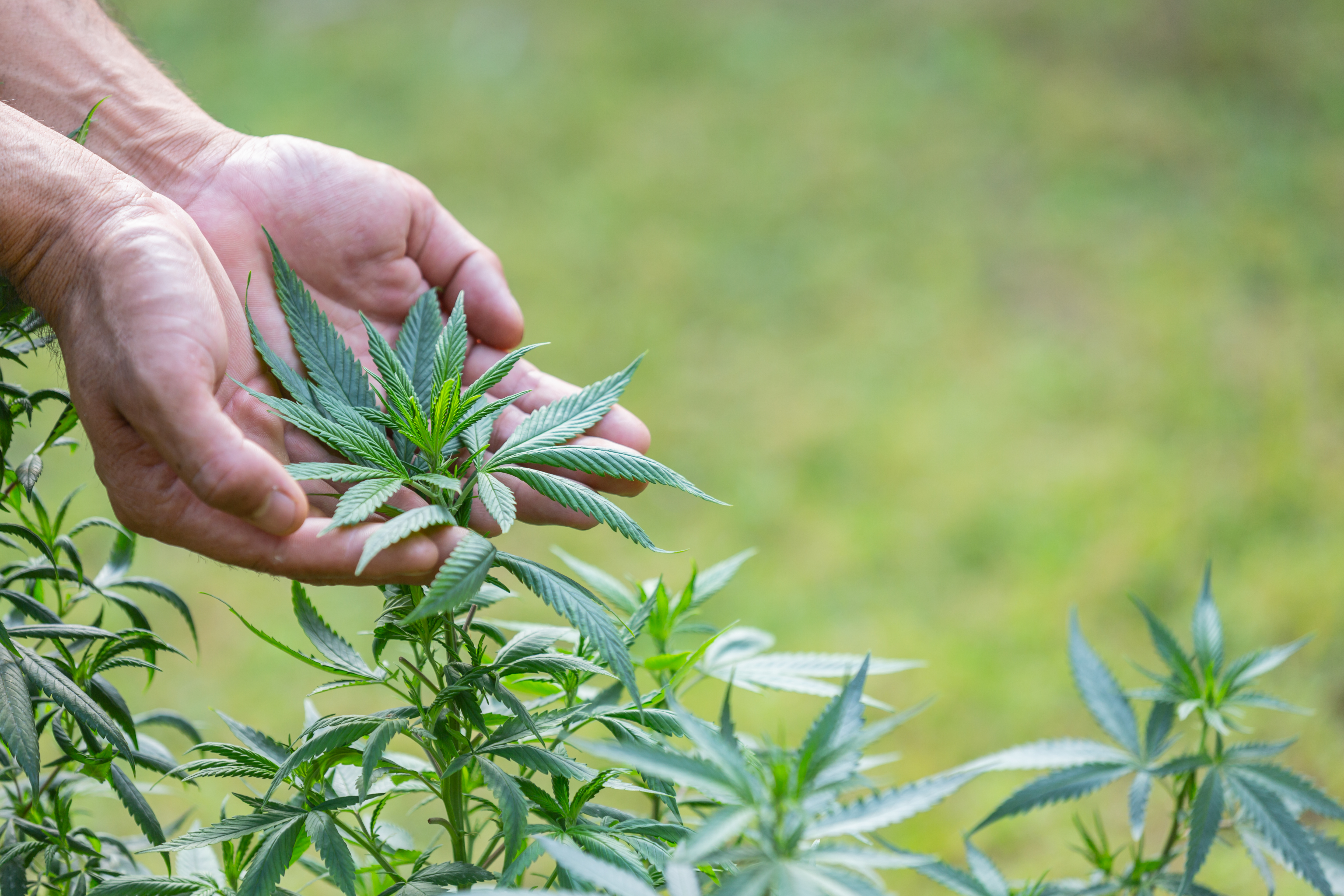 Cannabis plant used to create THC gummies