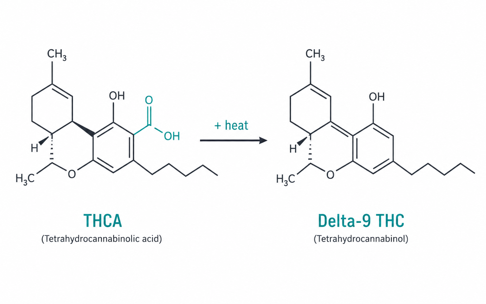 thca-gummies-close-up-lab-tested.jpg Lab-tested THCA gummies with Certificate of Analysis on a neutral background