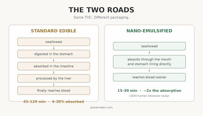 Diagram comparing standard edible digestion route to nano THC faster absorption route