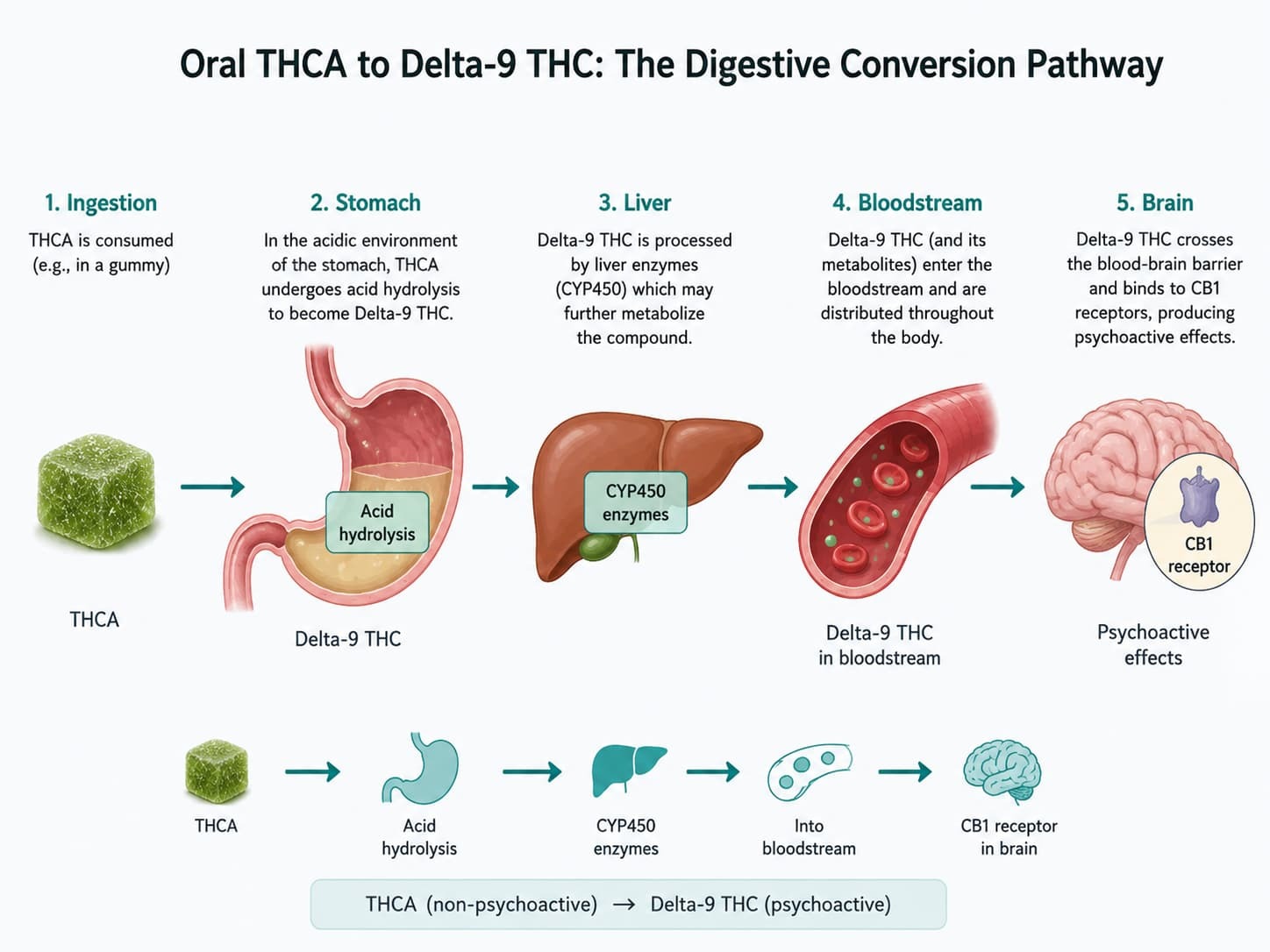thca-conversion-stomach-liver-pathway.png How THCA converts to Delta-9 THC through stomach acid and liver enzyme metabolism